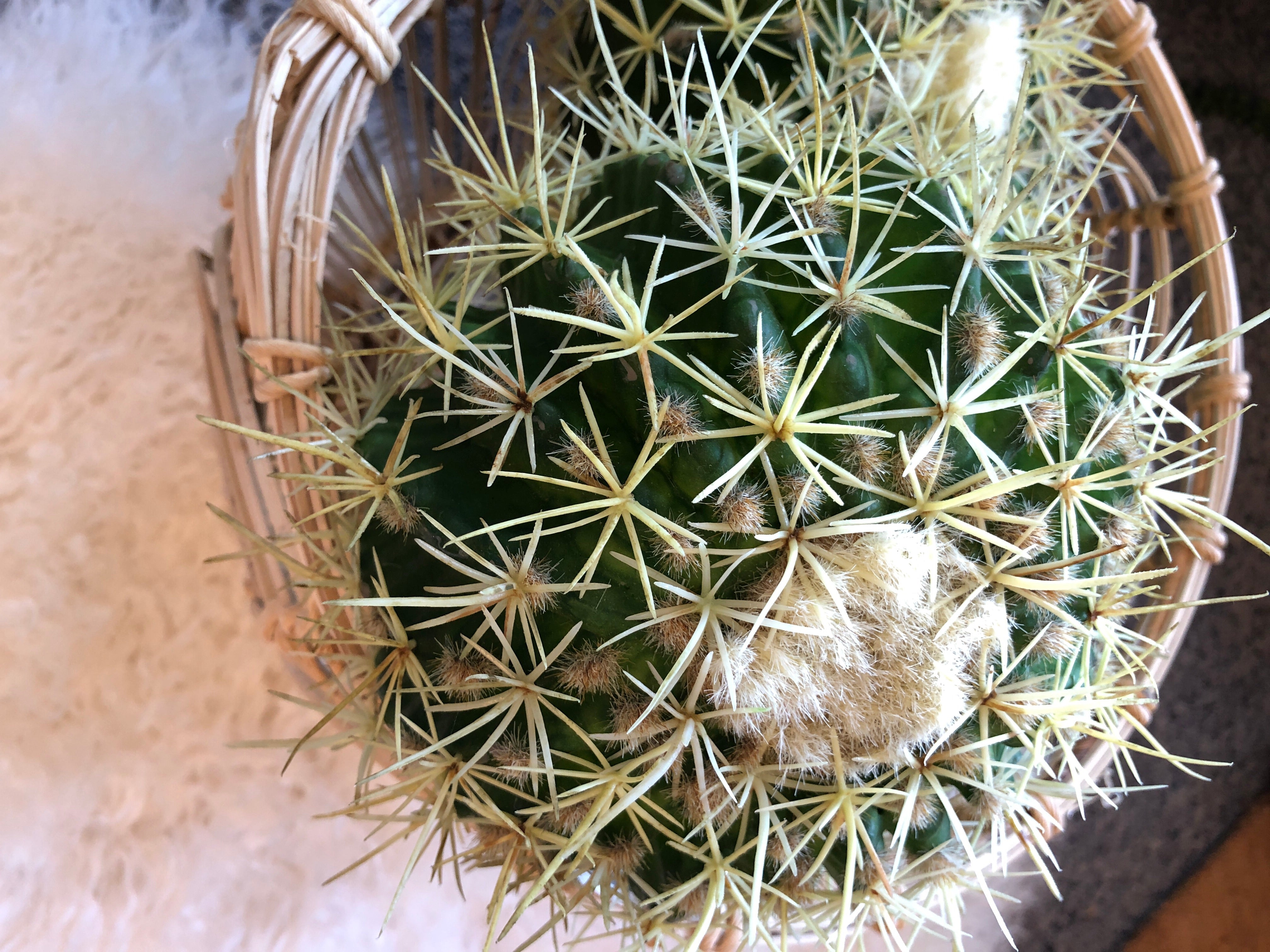 Barrel Cactus