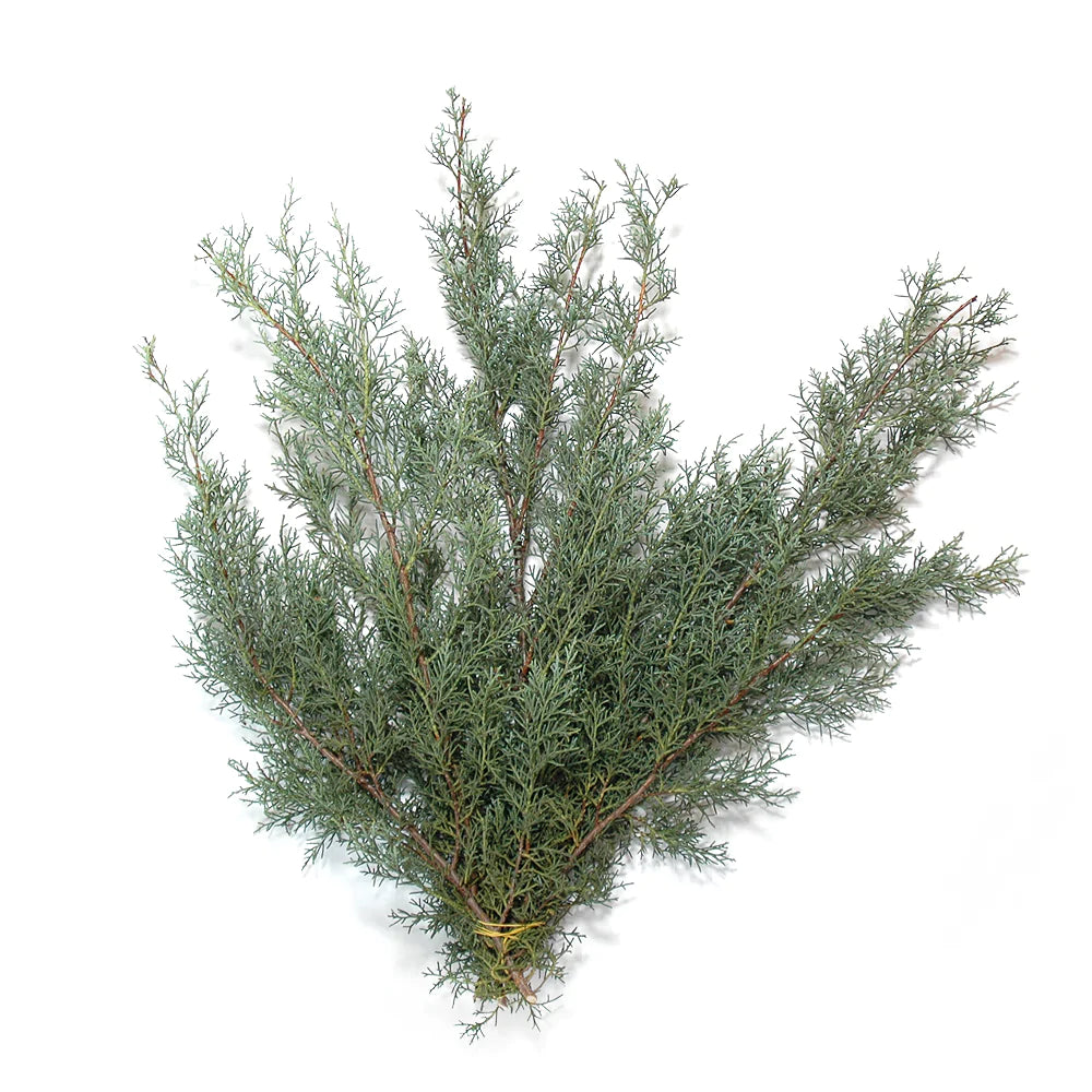 Fresh Carolina Sapphire Boughs