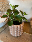 Glazed Bubble Planter