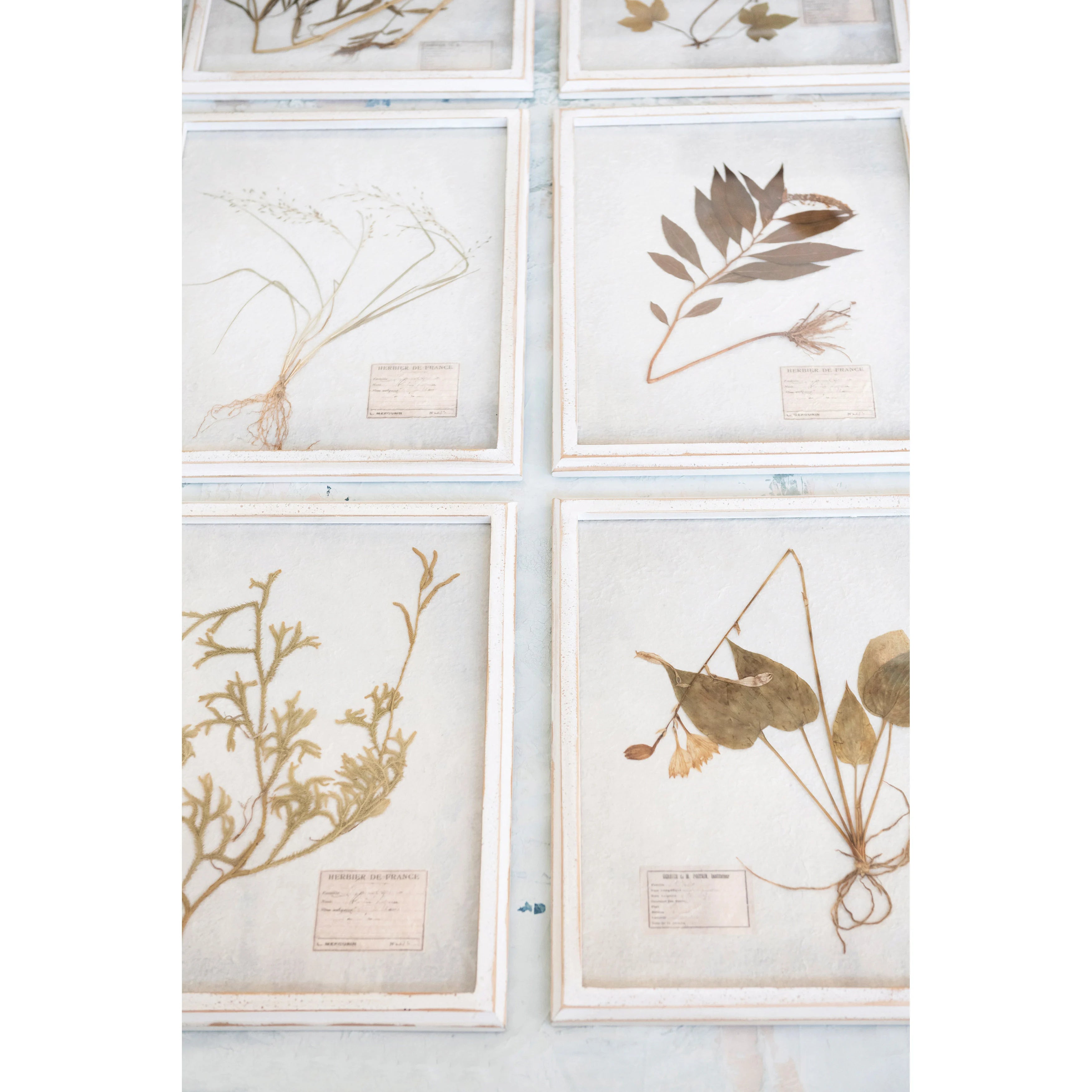 Framed Pressed Botanicals
