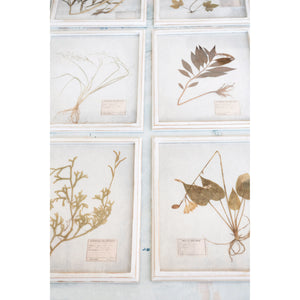 Framed Pressed Botanicals