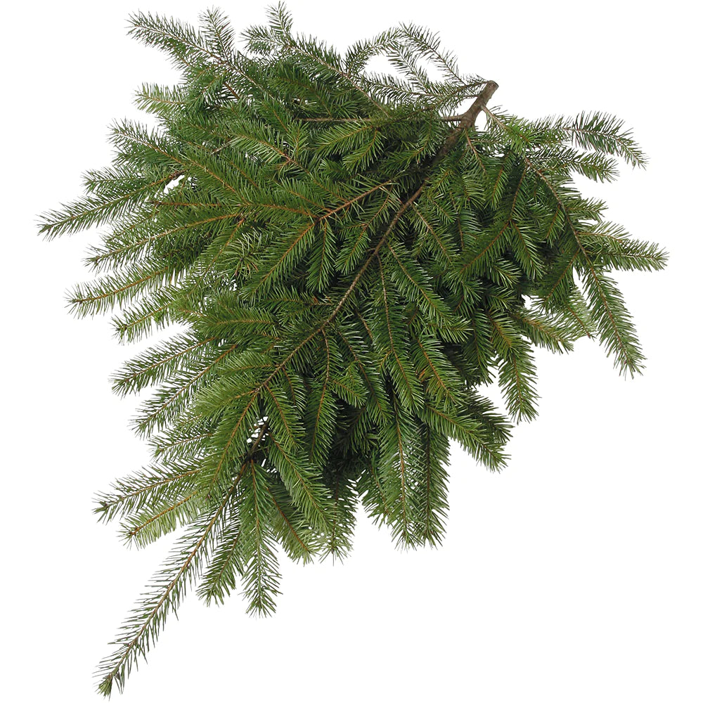 Fresh Fir Boughs