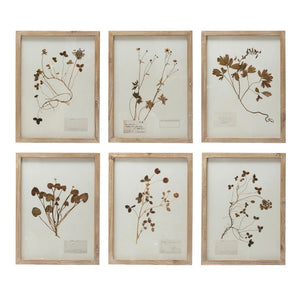 Framed Pressed Botanical Prints