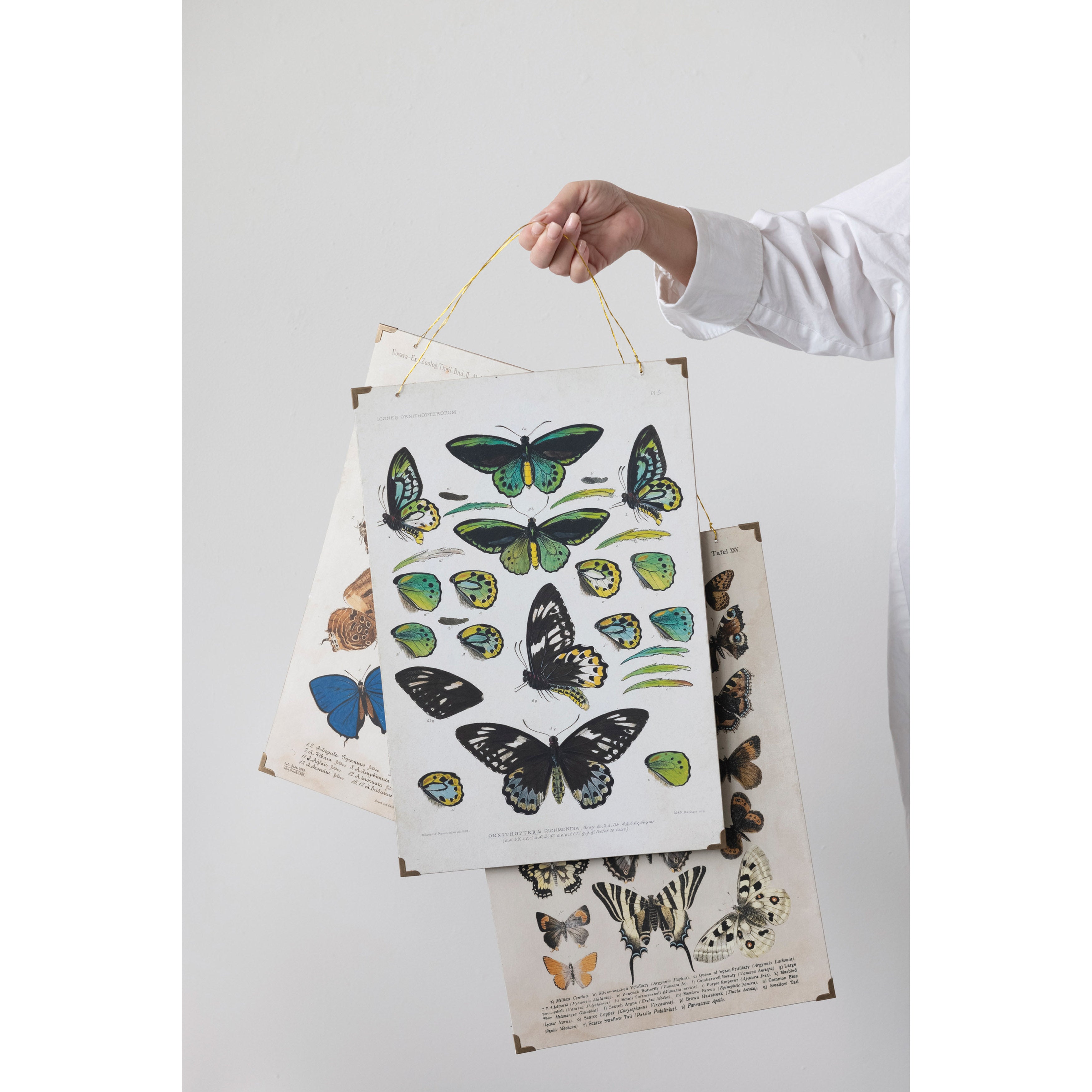 Butterfly Prints with Gold Hanger
