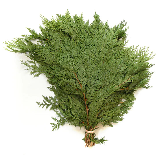 Fresh Cedar Boughs