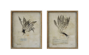 Vintage Fern Shadow Box