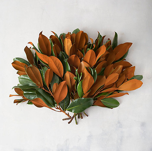Fresh Magnolia Boughs