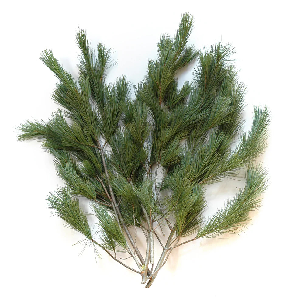 Fresh Pine Boughs