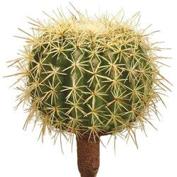 Barrel Cactus