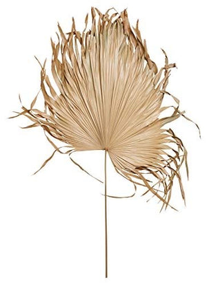 Anahaw Palm Leaf