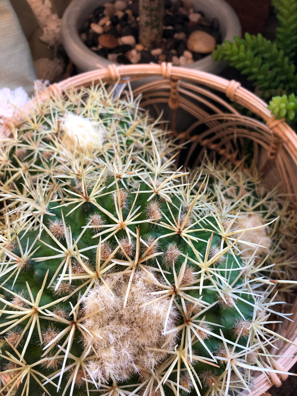 Barrel Cactus