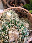 Barrel Cactus
