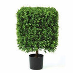 Boxwood Topiary