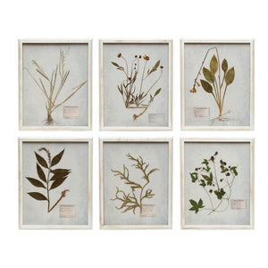 Framed Pressed Botanicals